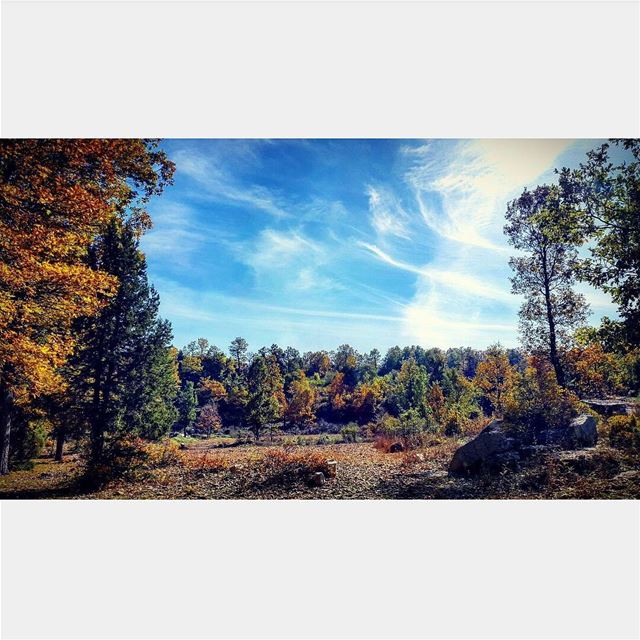 @tatiana_chahine  nature hikingadventures hike beauty colorfull trees... (غابة العذر)