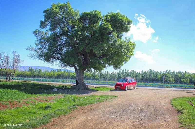  tb  ammiq  westbekaa  bekaa  tree  valley  red  car  sky  colors   spring... (`Ammiq, Béqaa, Lebanon)