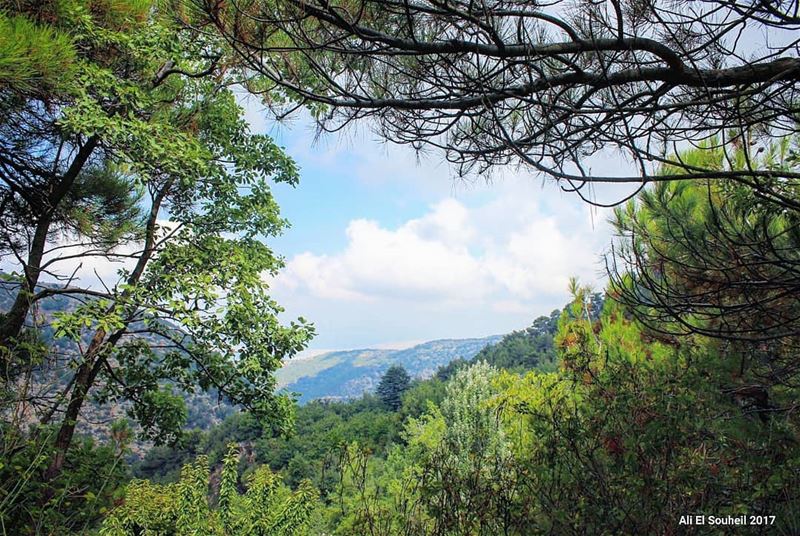  tb  ehden  northlebanon  forest  trees  sky  clouds    lebanon  colorful ... (Ehden, Lebanon)