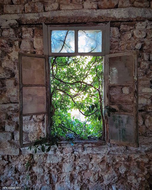  tb  old  window  tree  wall  lebanese  house  lebanon  lebanon_hdr ... (Soûr, Al Janub, Lebanon)
