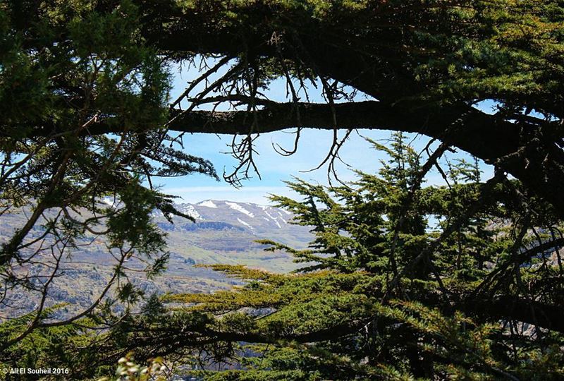  tb  tannourine  cedar  cedars  forest  mountains  sky... (Tannourine)