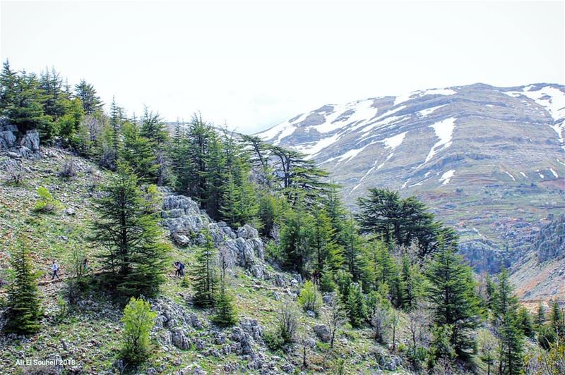  tb  tannourine  mountains  northlebanon  cedars  trees  lebanon  sky ... (Arz Tannoûrîne)