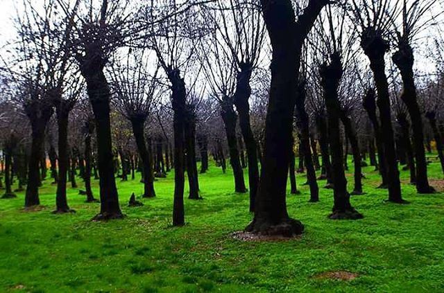  tb  winter  green  trees  taanayel  lebanon  photographylovers ...