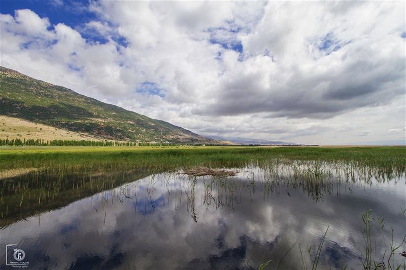 The Ammiq Wetlands  ammiq  sea  lebanese_photographer  leaves  tree  pond ... (`Ammiq, Béqaa, Lebanon)