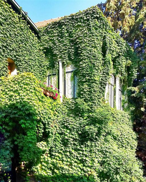 The Architect Can Only Advise His Client to Plant Vines🍃🏠🍃 ... (Douma, Liban-Nord, Lebanon)