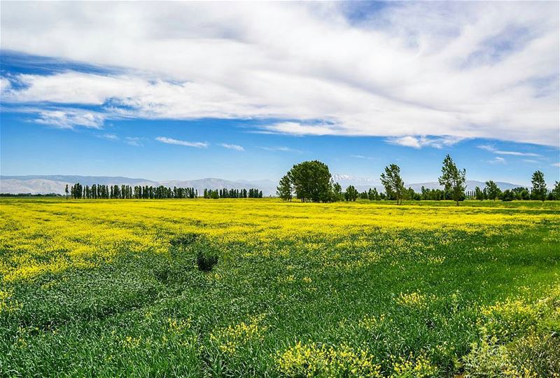 The beautiful plains of west bekaa! (Kefraya West Bekaa)