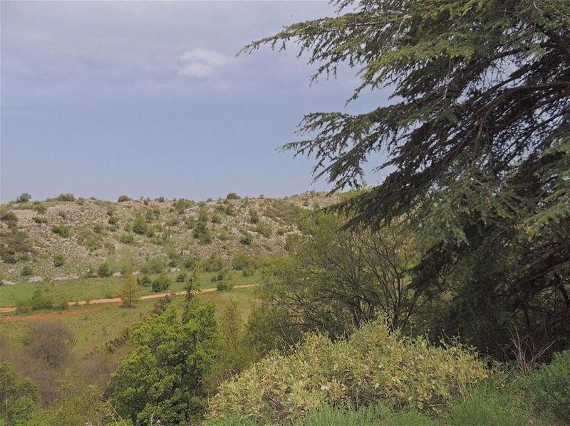 The best escape•💚🍃 (Al Shouf Cedar Nature Reserve)