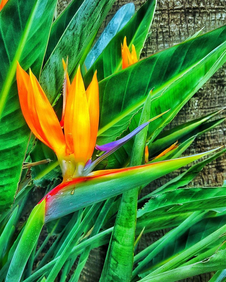 The  bird of  paradise alights only upon the hand that does not grasp..... (Deir El Zahrani)