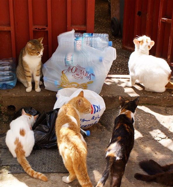 the cat lady's residence 🐈 (Ain El Mreisse, Beyrouth, Lebanon)