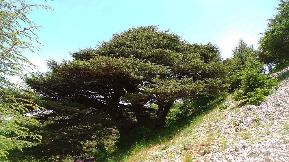 The  Cedar tree on the  lebanese  flag needs 11 person to be hugged, tell...