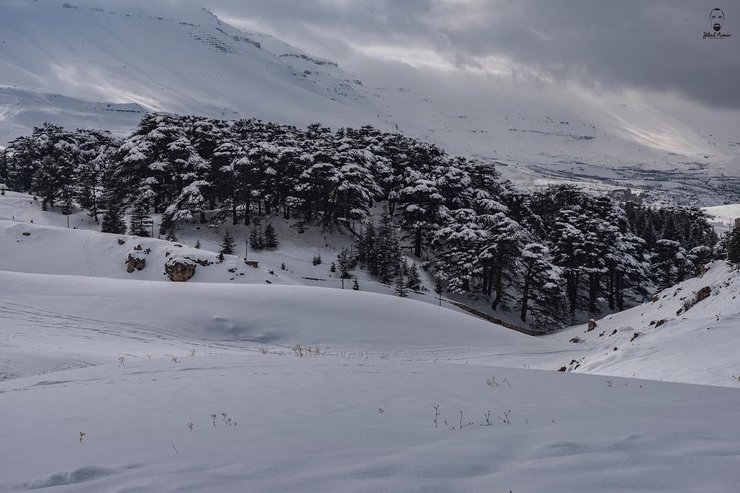 The cedars of God!!!... (Cedars of God)