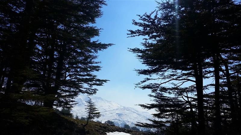 The clearest way into the Universe is through a forest wilderness.🌳🌳🌳🌳� (Arz Tannourine)