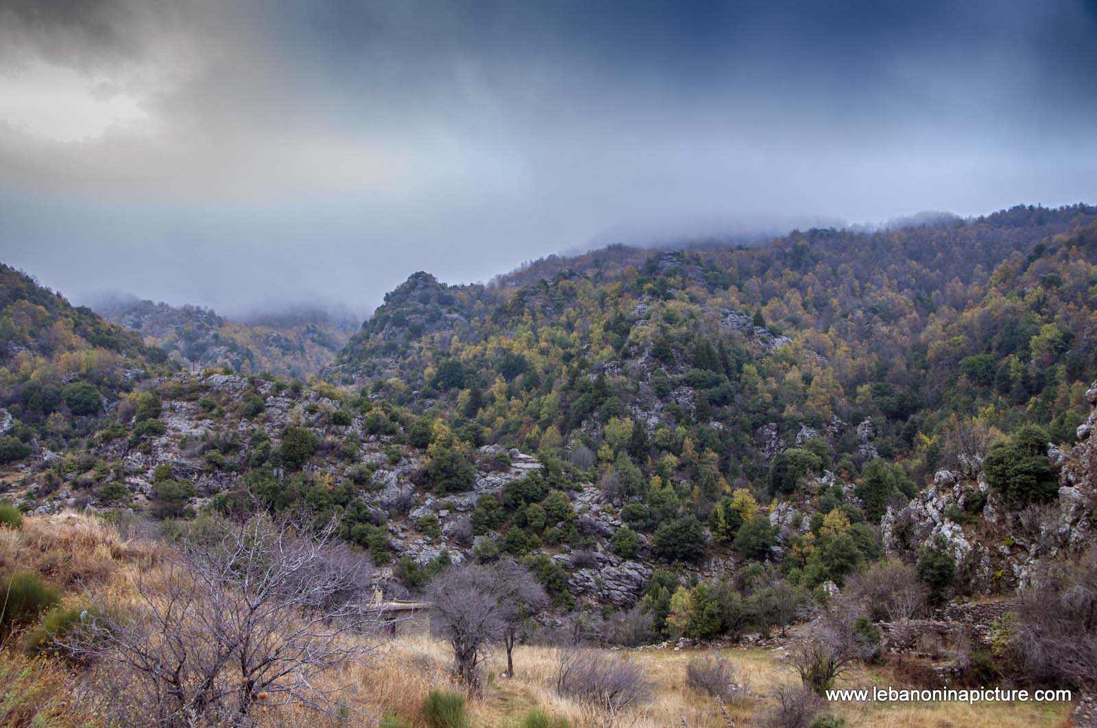 The Clouds of Winter is Eating Up the Autumn Trees (Laklouk, Lebanon)