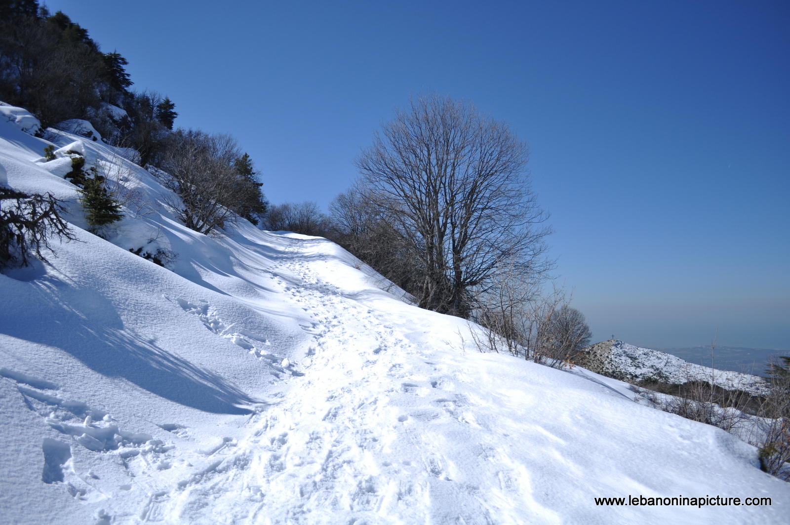 The Famous Tree - Snowshoeing Ehden Reserve (Horsh Ehden Winter 2012)