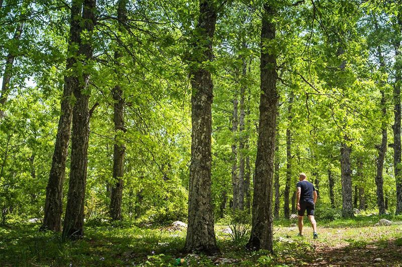 The forest that turns yellow in Autumn is shining green in Spring  lebanon... (`Akkar, Liban-Nord, Lebanon)