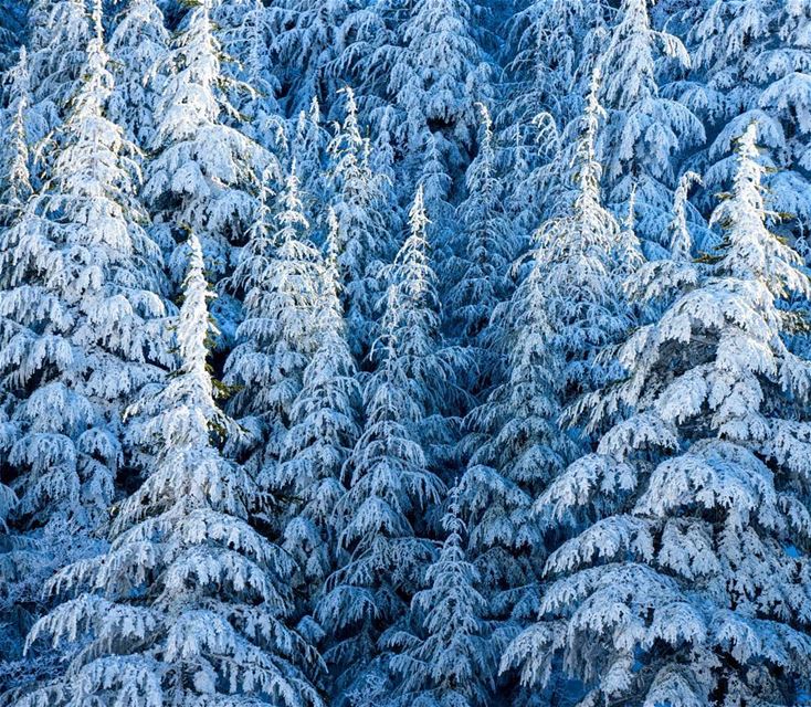 The huge snow park in Chouf  wonderful_places  vsco ... (Barouk Cedar Forest)