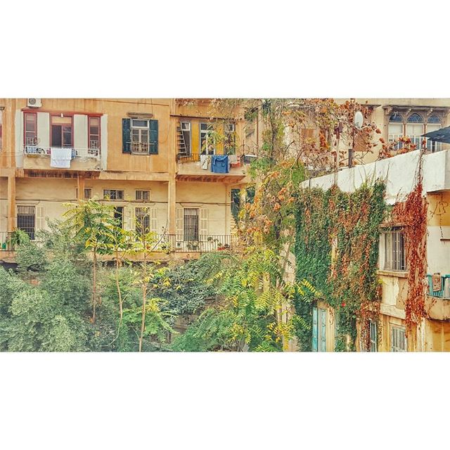 The jungle isn't so concrete... (Beirut, Lebanon)