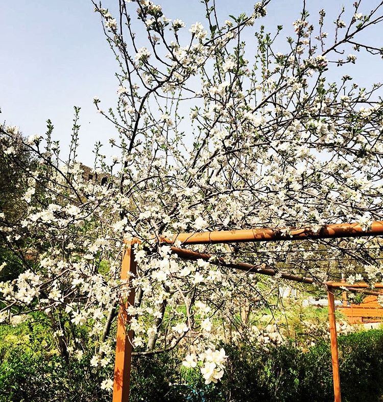 The  kingbloom is out 🍎🍏  jalsat  restaurant  mayrouba  faraya ... (Jalsat)