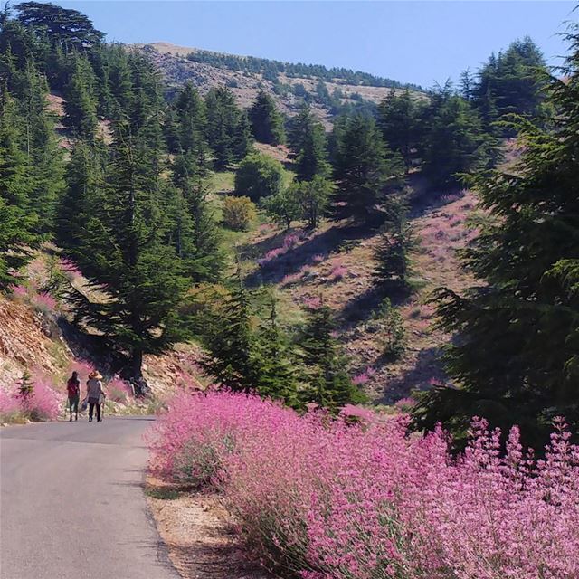 The largest of  Lebanon nature reserves, Al-Shouf Cedar Nature Reserve... (Arz el Bâroûk)