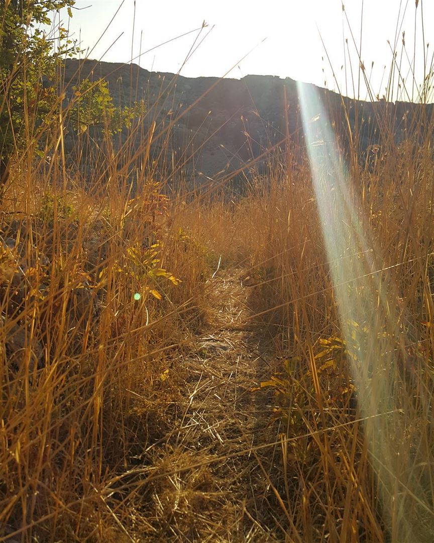 The Light Guides Me naturelovers  gowild  hikingtrails  trailslife ...