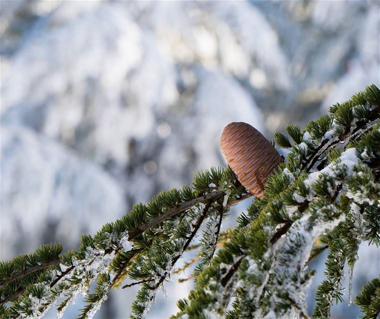 The lonely cone  natgeo  lebanon ... (Barouk Cedar Forest)