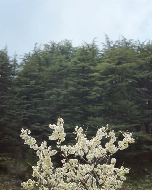 The poetry of earth is never dead 🕊• theworldshotz  fantastic_earth ... (Tannourine Cedars Nature Reserve)