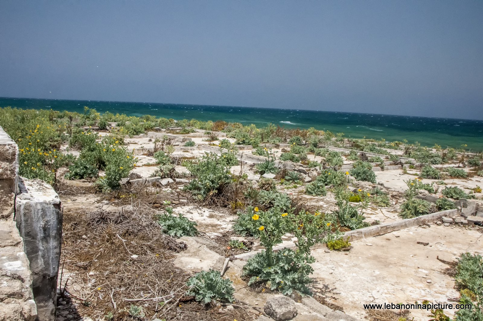 The Rabbit Island , North Lebanon جزيرة الارانب ، شمال لبنان (Palm Island)