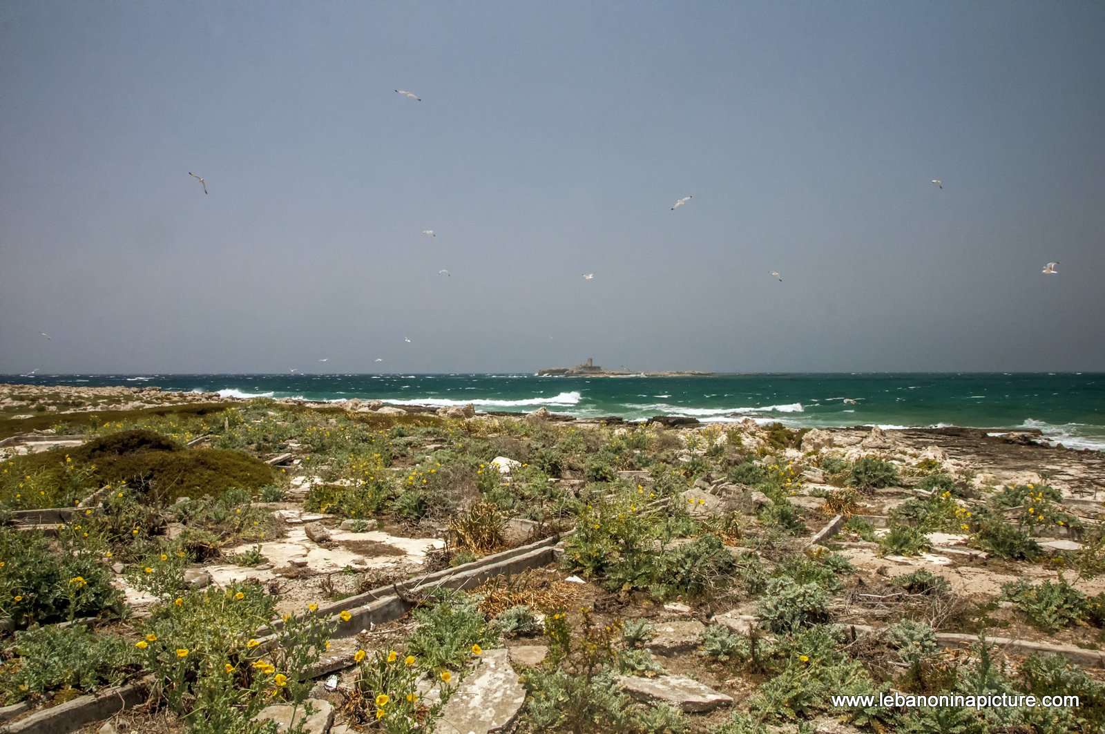 The Rabbit Island , North Lebanon جزيرة الارانب ، شمال لبنان (Palm Island)