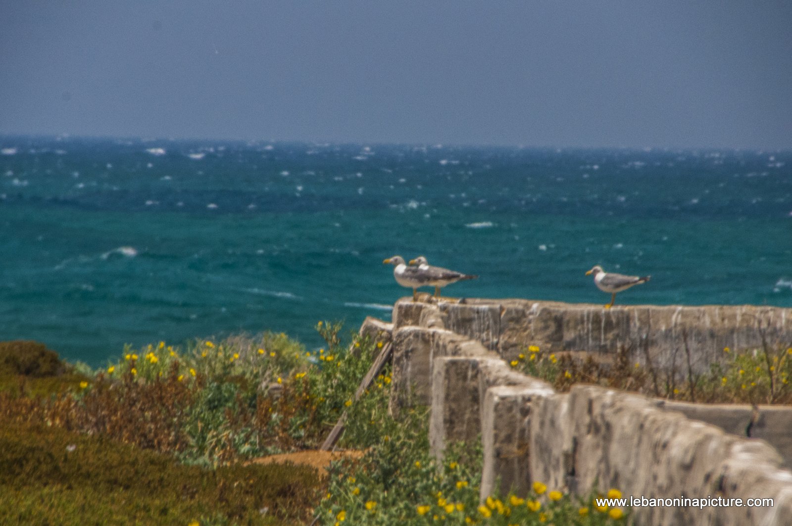 The Rabbit Island , North Lebanon جزيرة الارانب ، شمال لبنان (Palm Island)