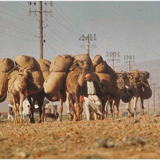 The Road from Hermel To Baalbeck , And as shown they used to transfer goods and products over the camels from city to another .