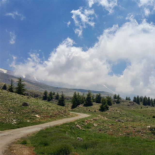 The road to heaven heaven  road  cedarsofgod  cedars  sun  summer ...