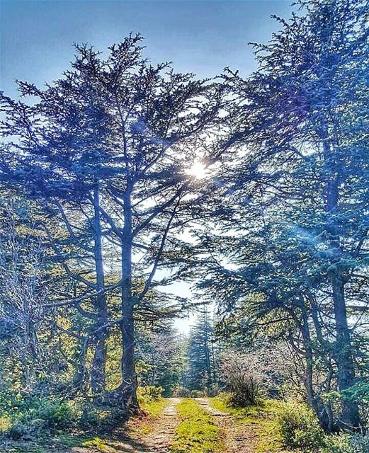 The road to heaven   naturelovers  hiking  cedars  forest  explore ...