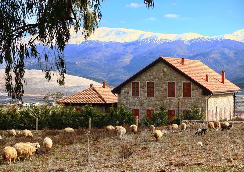 The simple life 🐏 @livelovemarjeyoun (Marjayoûn, Al Janub, Lebanon)