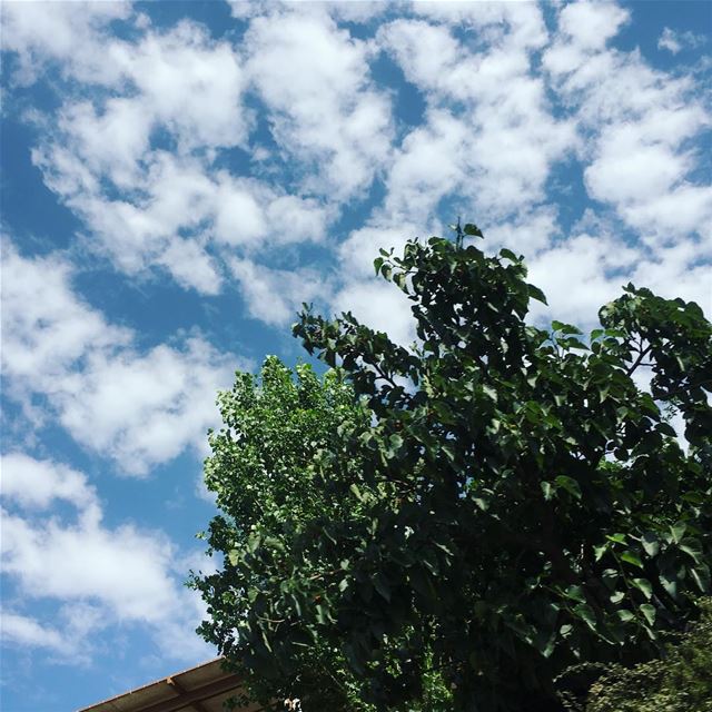 the sky is full of dreams•••☁️☁️ trees🌳 sky cloudscape marvelshots... (Feitroun, Mont-Liban, Lebanon)