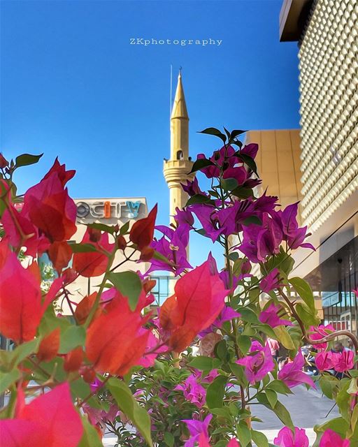 The Spring of Beirut 🌷🌸✨🌺❤️🇱🇧 • insta_lebanon  ig_lebanon ... (Beirut Souks)