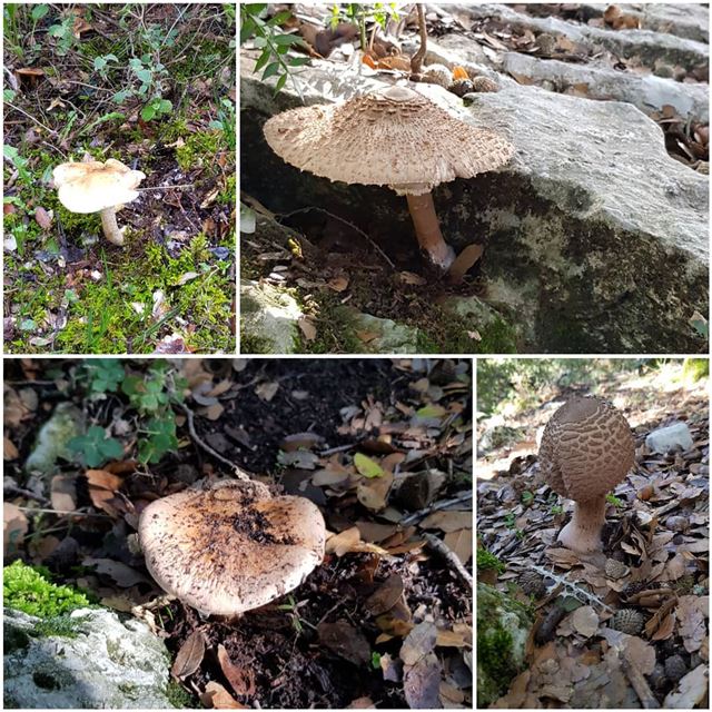 The sudden appearance of mushrooms after rain is one of the more... (The Forest)