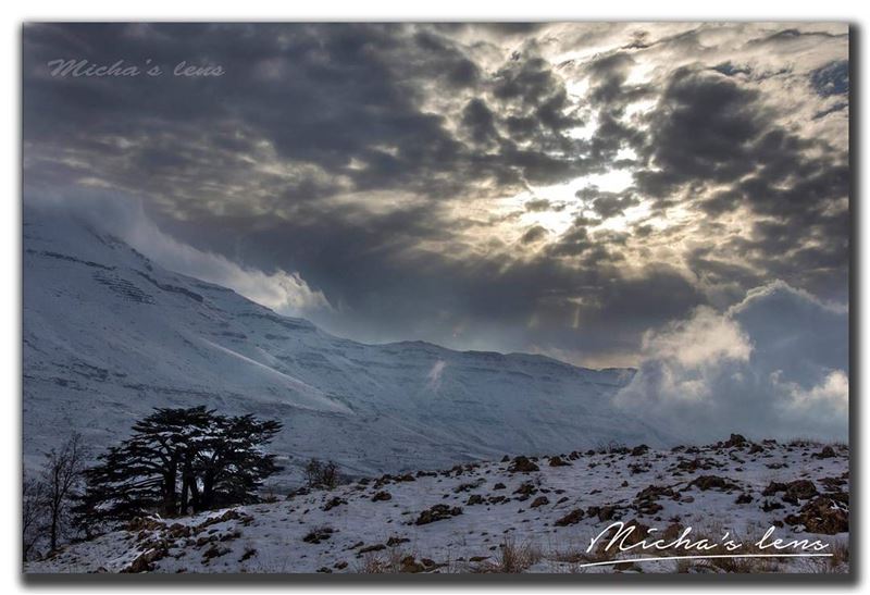 The sun, the light & the glory of our cedars ..  thebestinlebanon ...