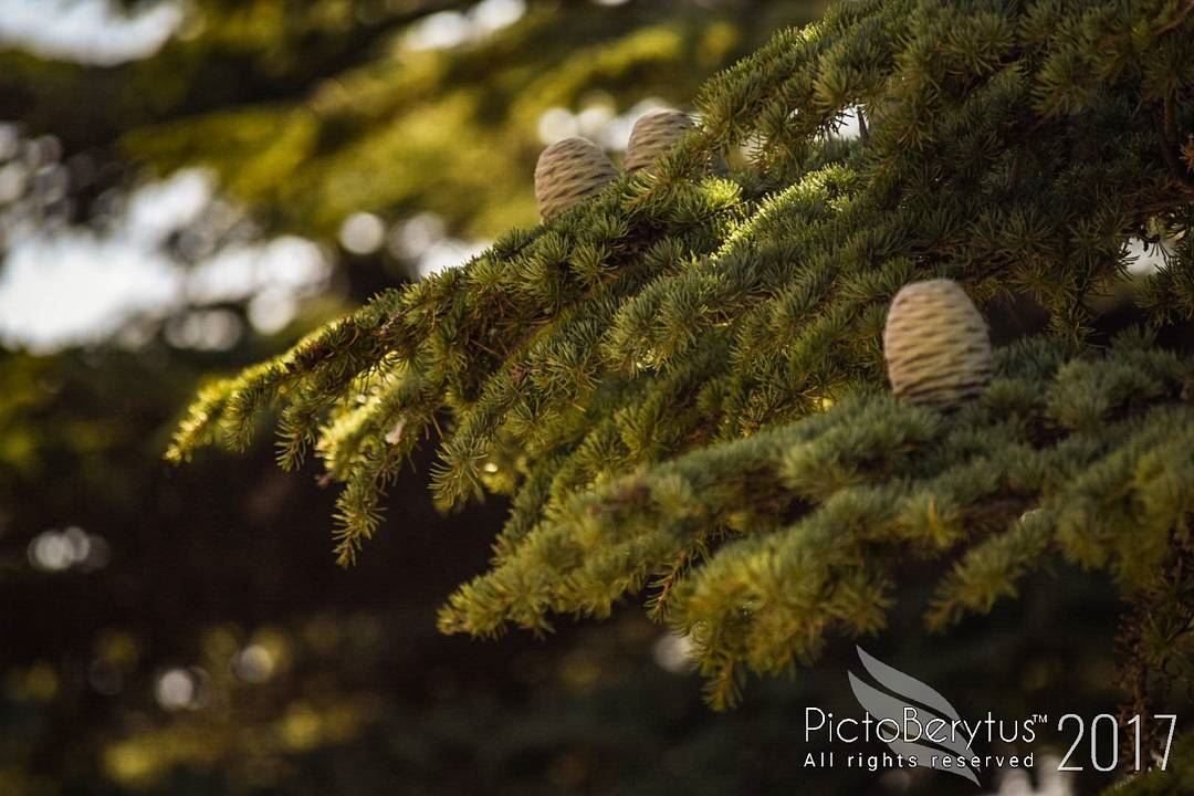 "The tree of liberty must be refreshed from time to time with the blood of...