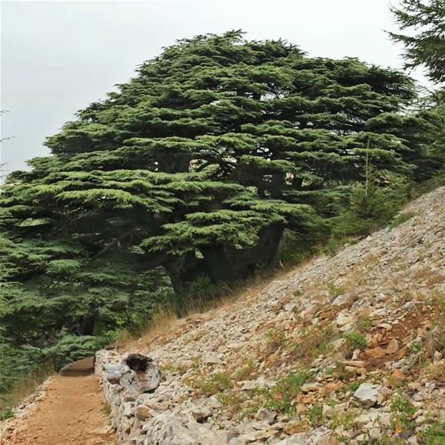 The trees of God are watered abundantly, The Cedars of Lebanon that he... (Al Shouf Cedar Nature Reserve)