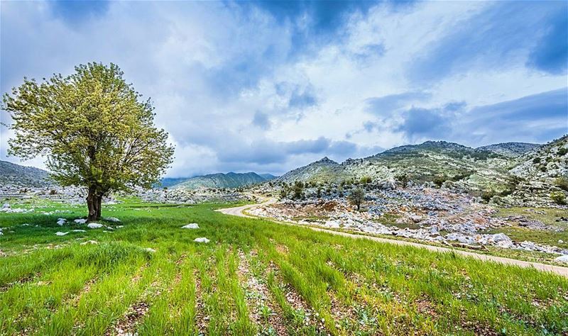 the view  south  lebanon  plain  tree  green  mountains  road  nature ... (Mlîkh, Al Janub, Lebanon)