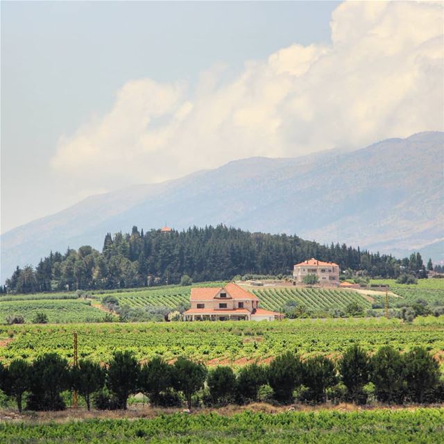 The vineyard house 🏡 (Kifrayya, Béqaa, Lebanon)