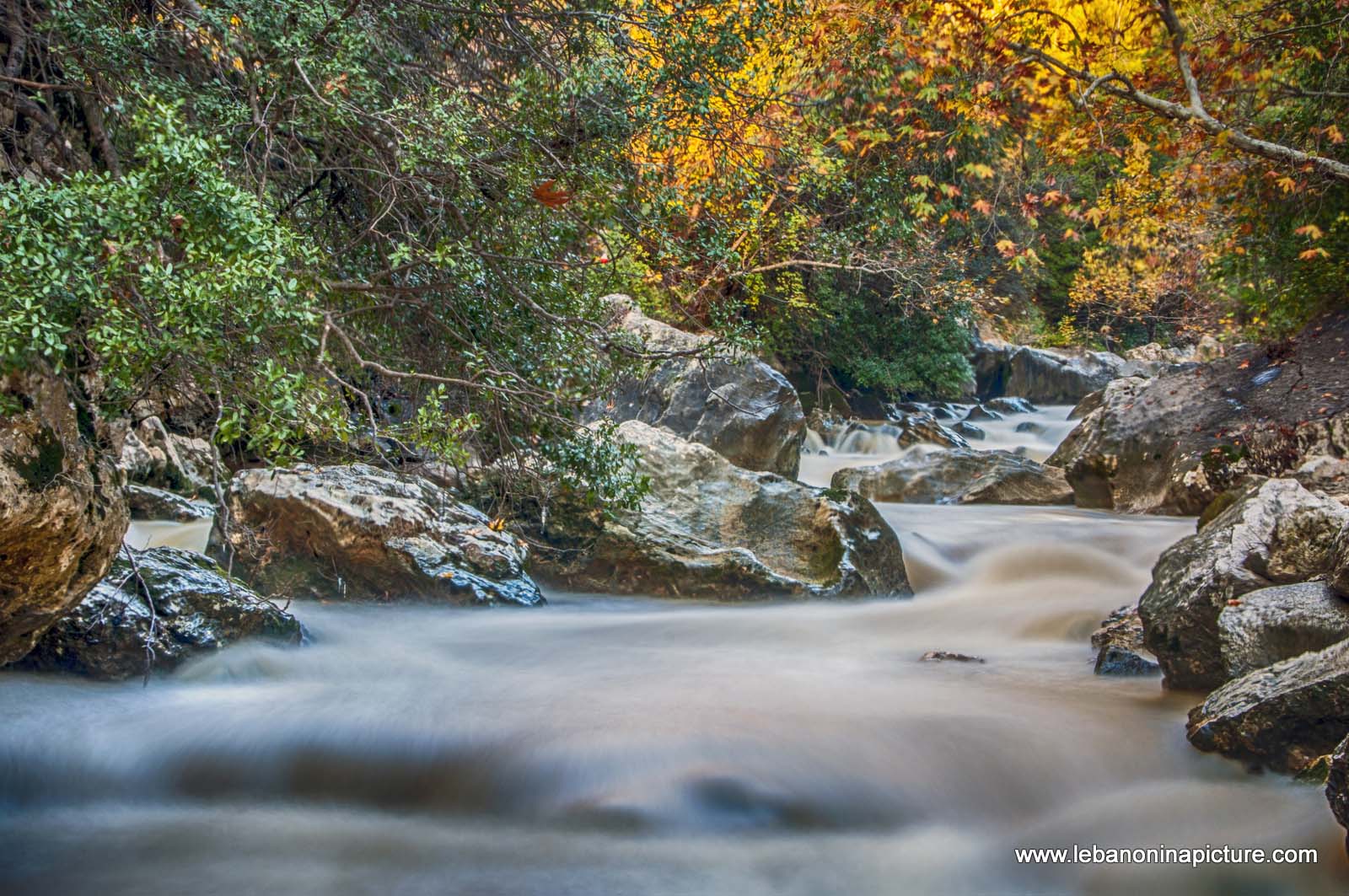 The Water Raging and Flowing and The Trees Slowly Going Into Sleep Waiting for Spring to Come  (Nahr Ibrahim, Lebanon)