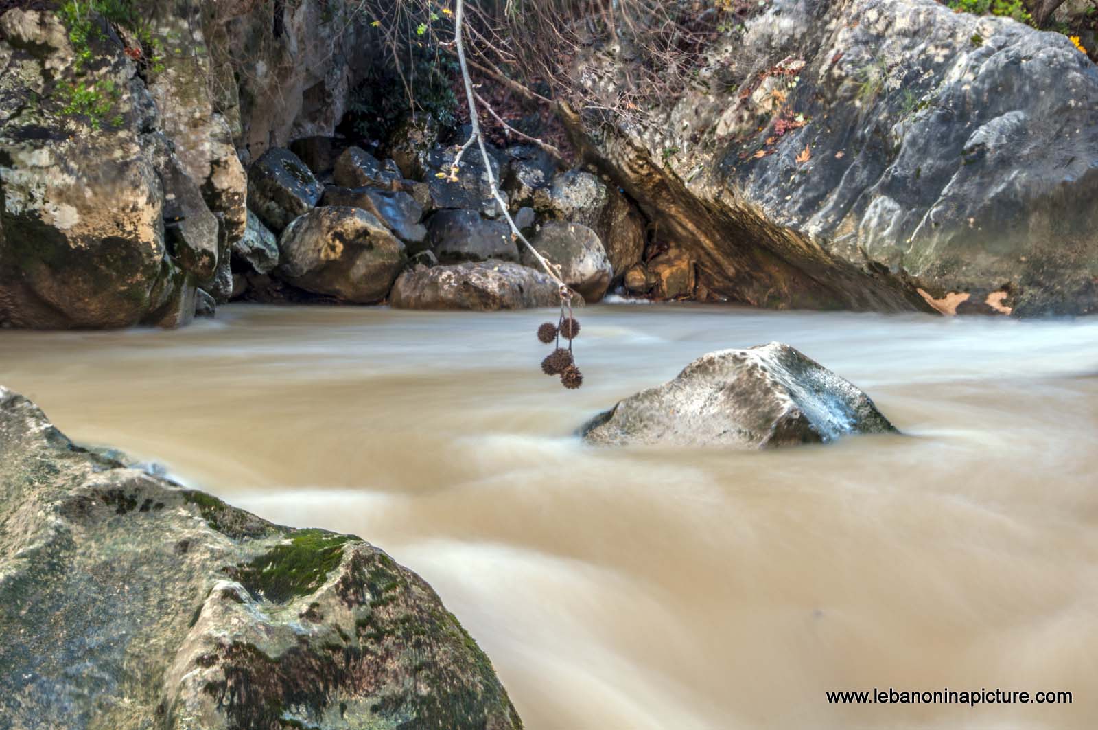 The Water Raging and Flowing and The Trees Slowly Going Into Sleep Waiting for Spring to Come  (Nahr Ibrahim, Lebanon)