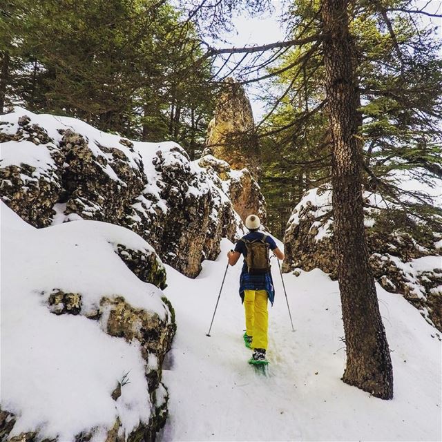 The white forest ☃️ (Beirut, Lebanon)