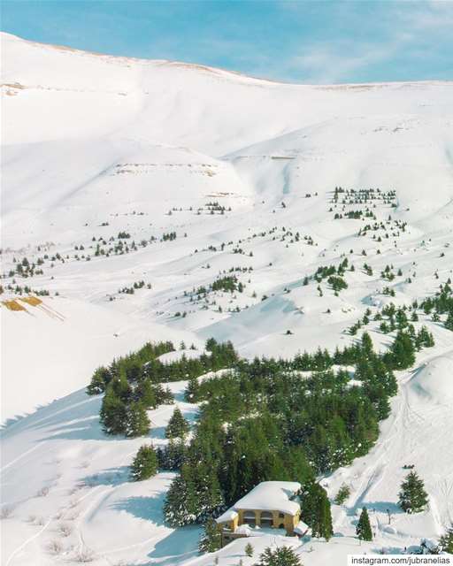 The White Land 🌲❄️ (Cedars of God)