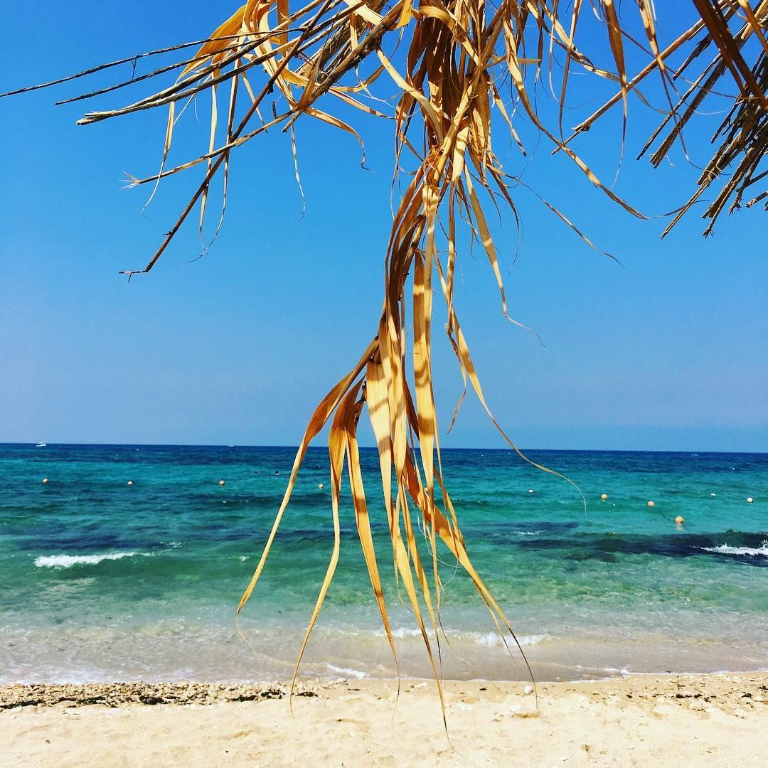 The Witch's Broom. beach  sun  nature  water  ocean  lake  instagood ... (Eleven_Bay)