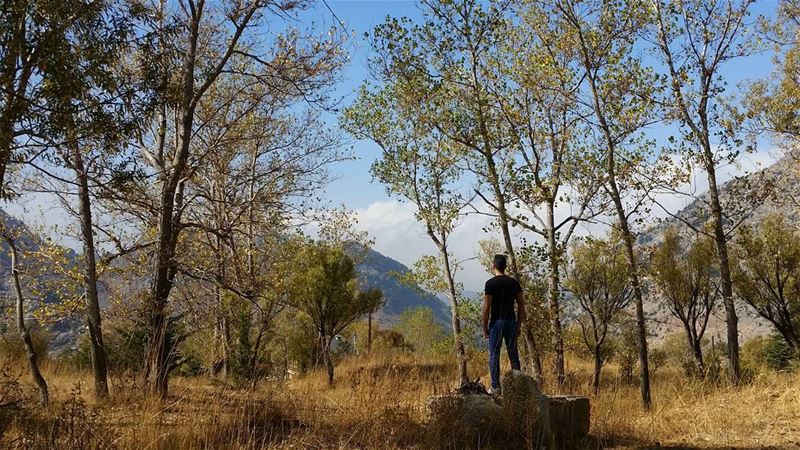 There are times when alone is the best place to be.🌳🌳🌳🌳 ... (El Laklouk, Mont-Liban, Lebanon)