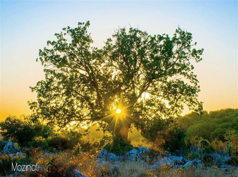 There is a crack in everything That's how the light gets in..-_-_-_-_-_-_- (Humin Al Fawqa, Al Janub, Lebanon)