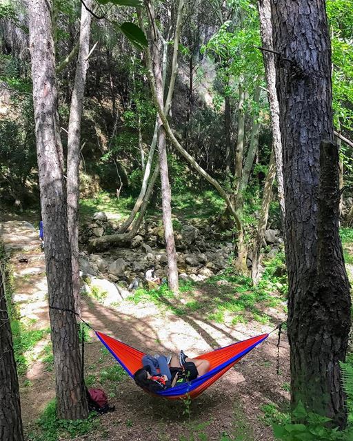 These trees were definitely made for a hammock😋  HikeMen3alli2📸 by @haig