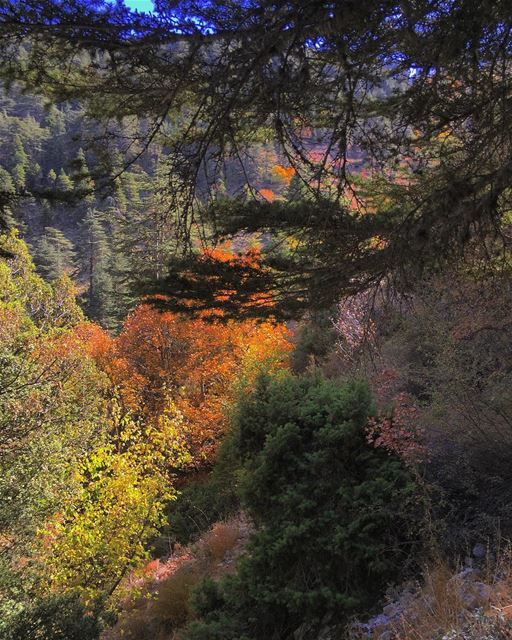 Things you won't find anywhere else ... (Horsh Ehden)